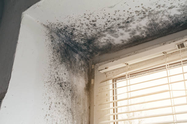 Affordable Attic Mold Remediation solutions in Oxford, MD